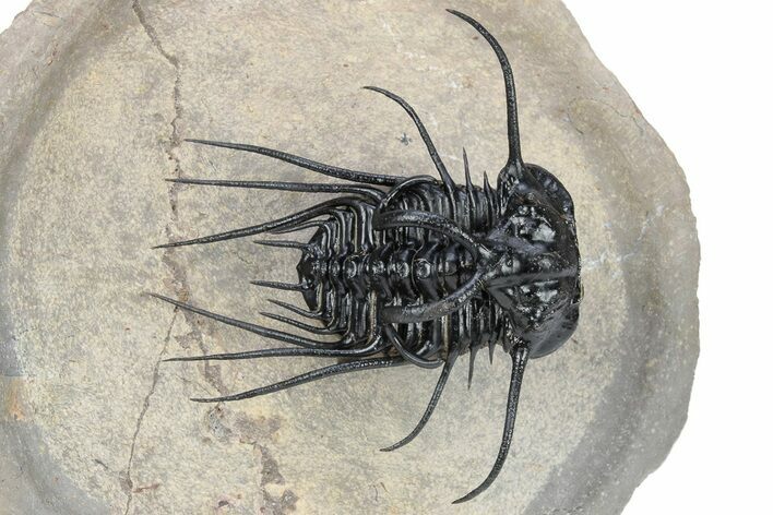 Bizarre Dicranurus Trilobite - Spectacular Preparation #222192